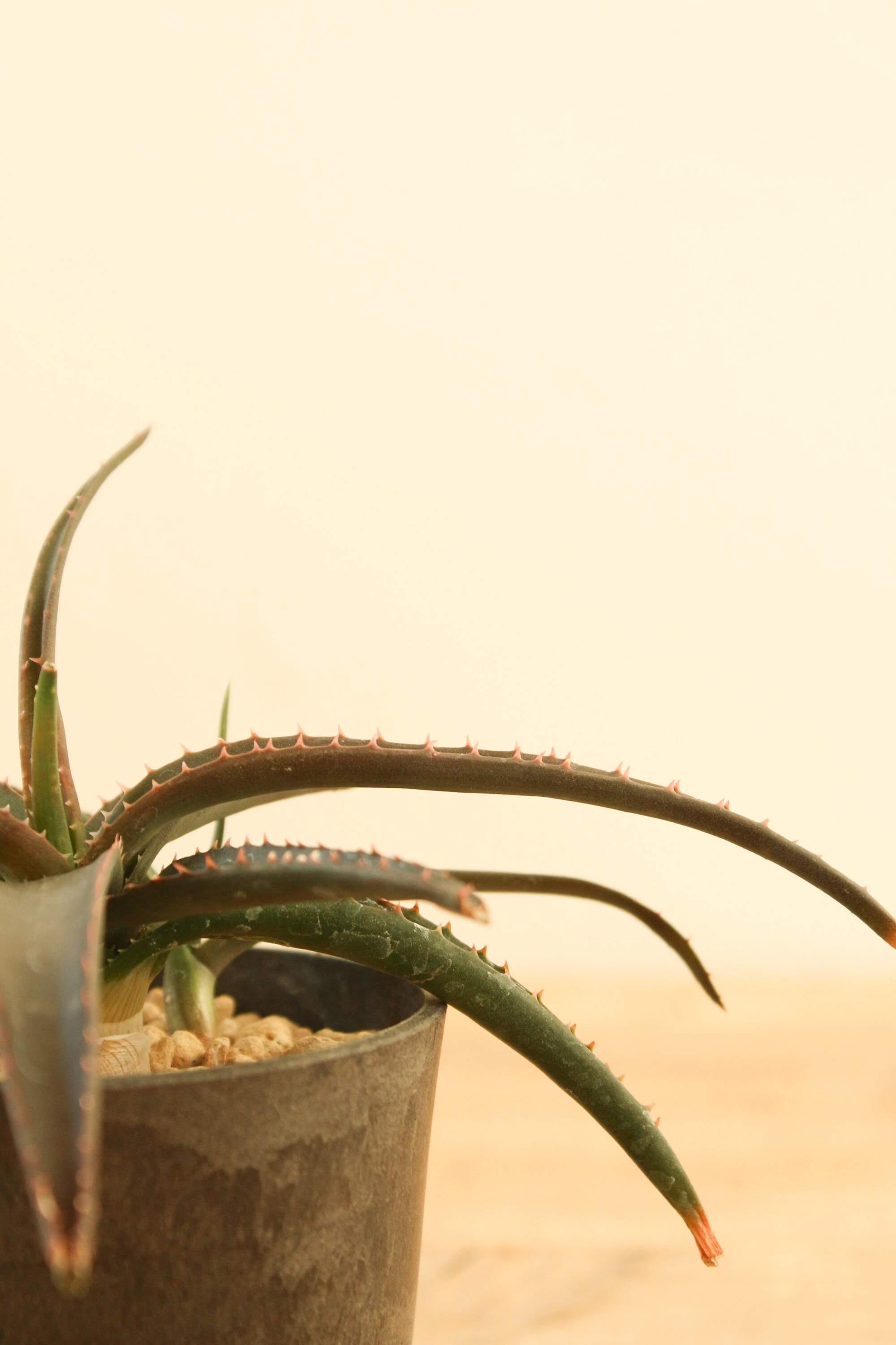 アロエ ブラックエンペラー | ハレハナプランツプラスオンライン